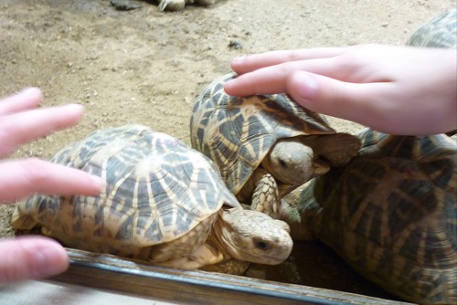 Lerngang 2013 Reptilium Bild 1