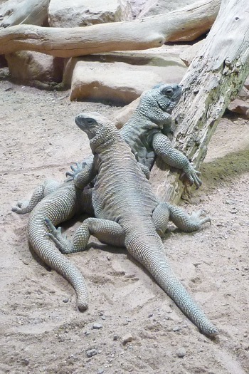 Lerngang 2013 Reptilium Bild 4