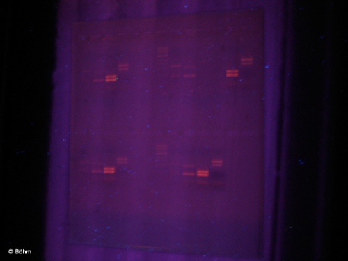 Lerngang Neureut 2007 Bild 5